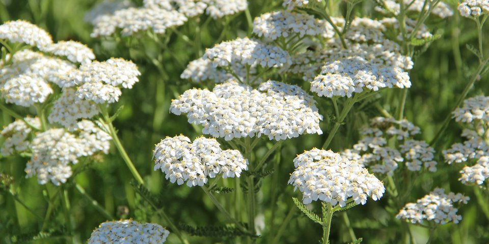 Wirkstofflexikon Homöopathie Pflüger