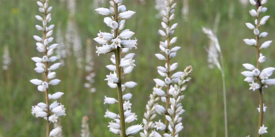 Wirkstofflexikon Headerbild