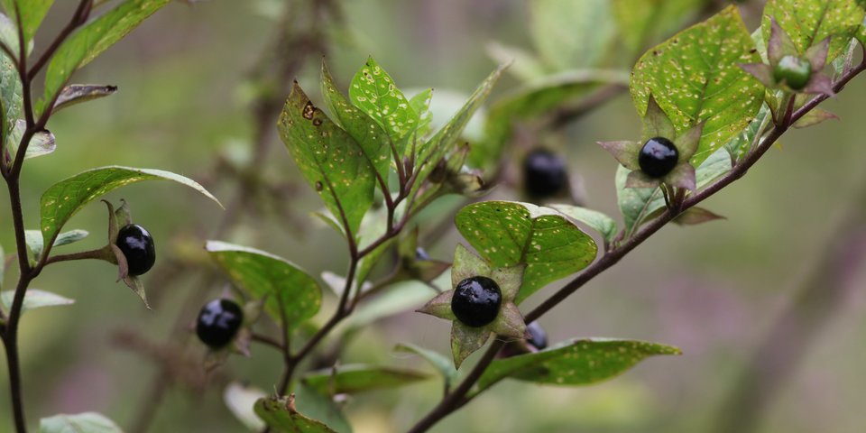 Belladonna