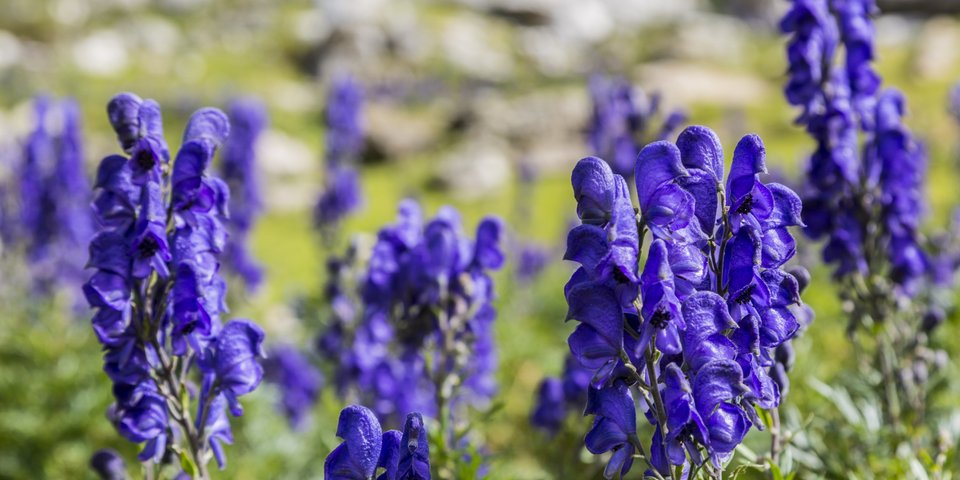 Aconitum