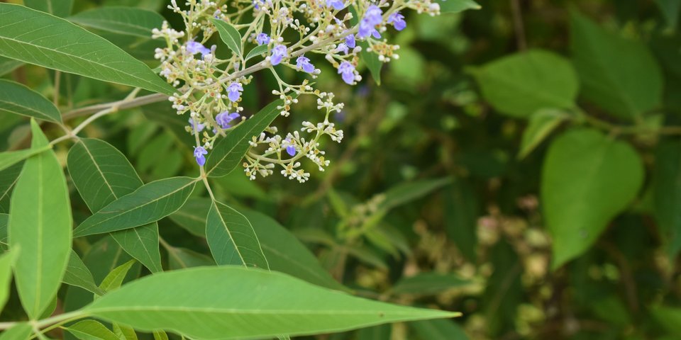 Wirkstofflexikon Homöopathie Pflüger