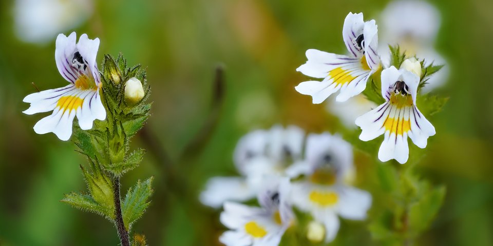 Wirkstofflexikon Homöopathie Pflüger