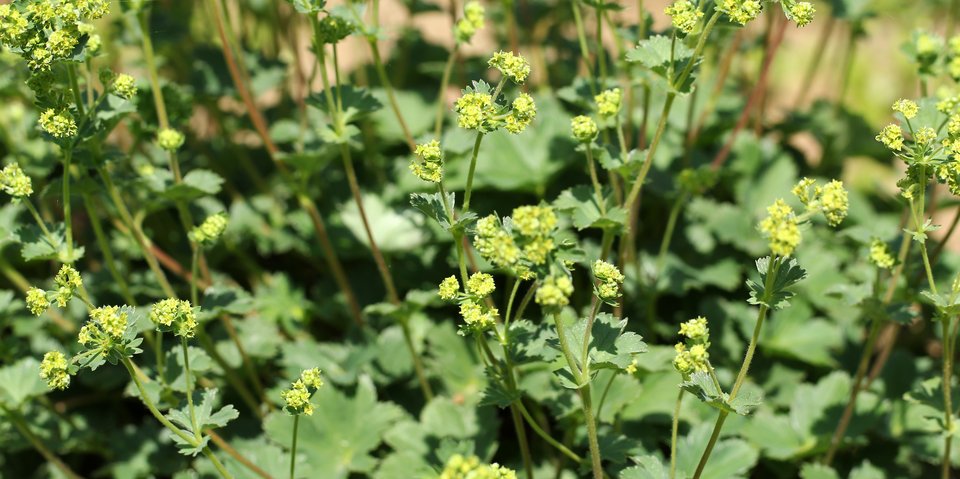 Wirkstofflexikon Homöopathie Pflüger