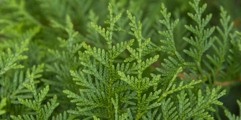 Thuja