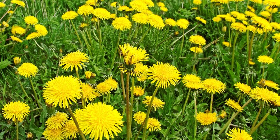 Taraxacum