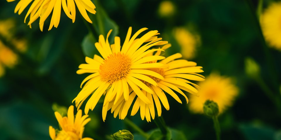 Arnica