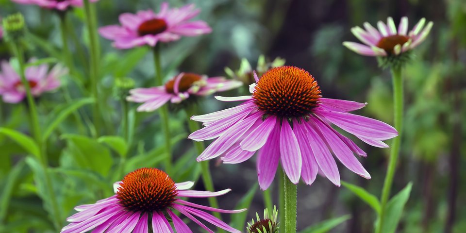 Echinacea