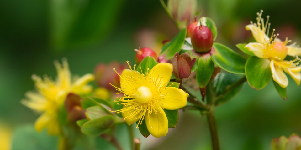 Hypericum