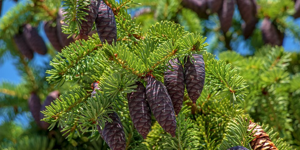 Wirkstofflexikon Headerbild